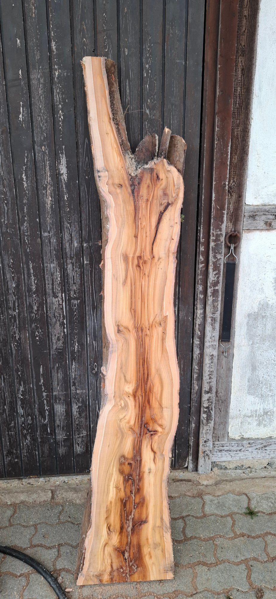Eibenholz 04 aus Eibe, Artikelnummer 26-00909-004