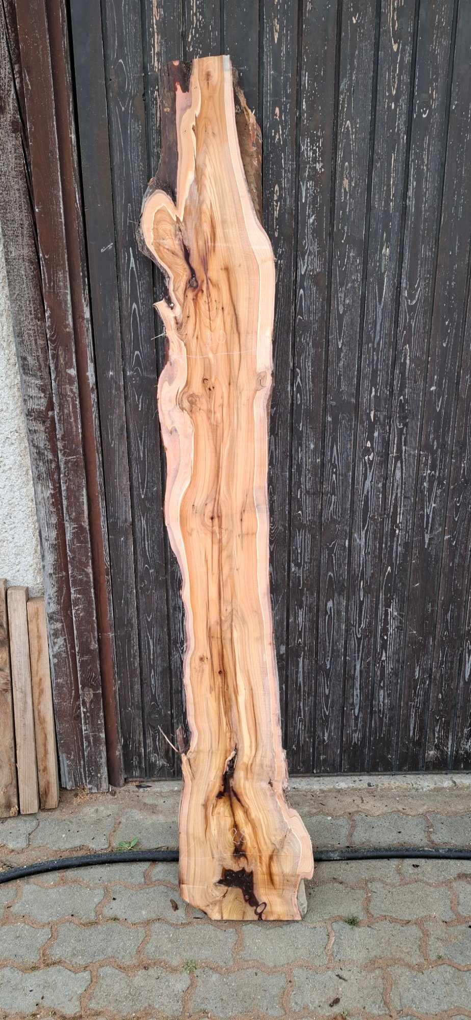 Eibenholz 03 aus Eibe, Artikelnummer 26-00909-003