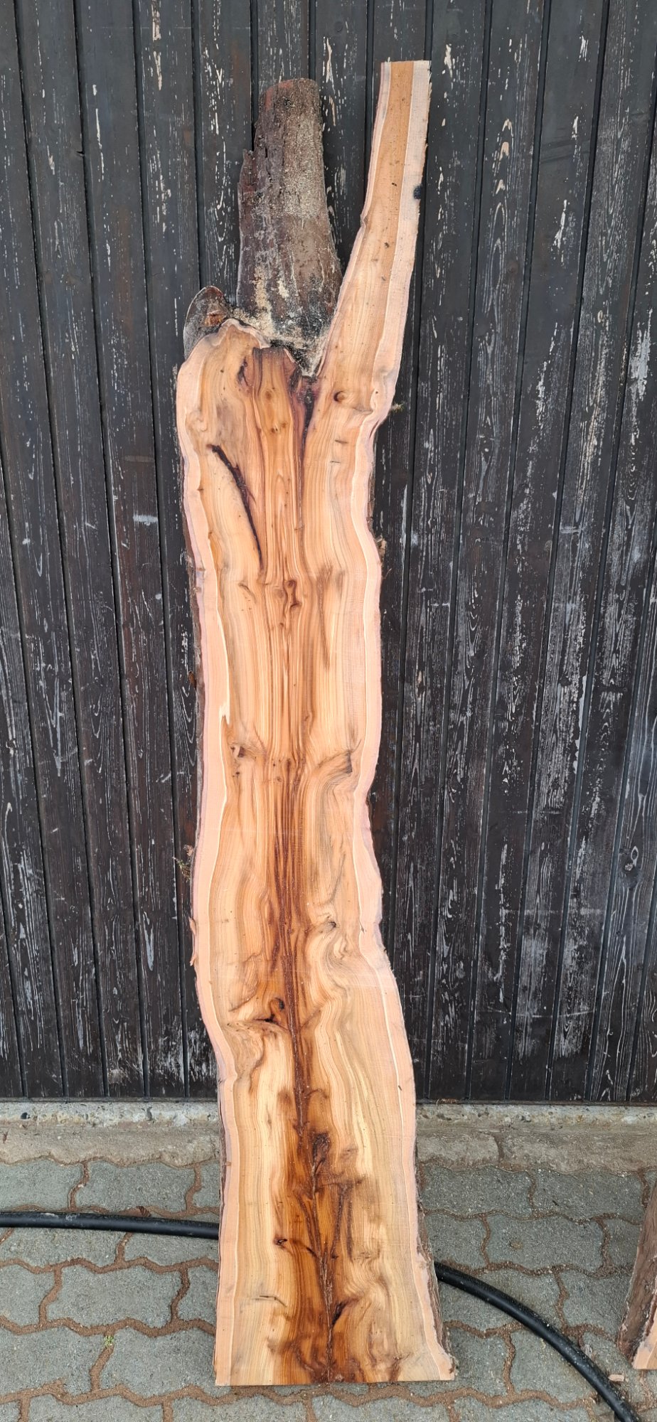 Eibenholz 05 aus Eibe, Artikelnummer 26-00909-005