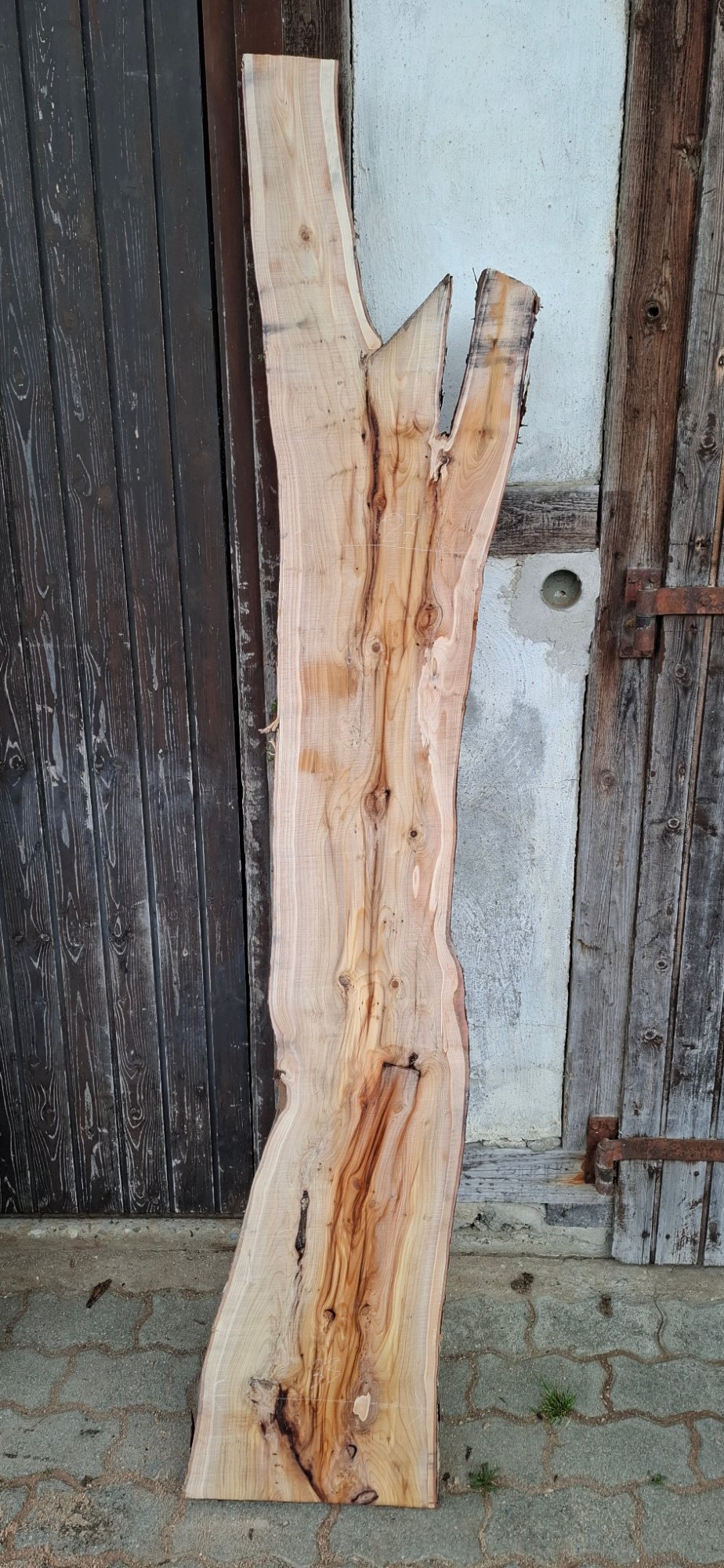 Eibenholz 06 aus Eibe, Artikelnummer 26-00909-006